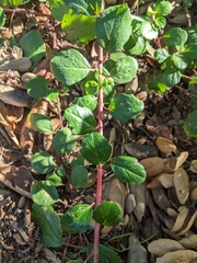 Ribes viburnifolium