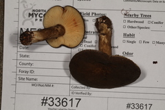 Lactifluus petersenii