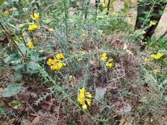 Ulex eriocladus