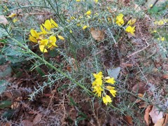 Ulex eriocladus