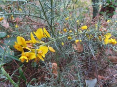 Ulex eriocladus