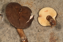 Lactifluus petersenii
