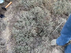 Frankenia thymifolia