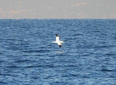 Morus bassanus