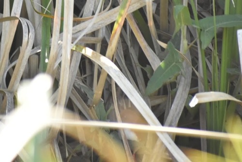 Red-and-white Crake (Rufirallus leucopyrrhus), photo 8