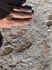 Sylvilagus audubonii