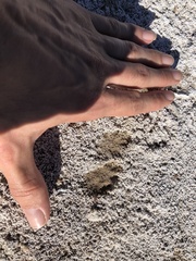 Sylvilagus audubonii