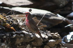 Carpodacus puniceus