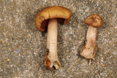 Mycena rutilantiformis