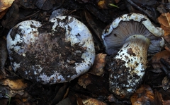 Glaucopodes