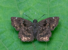 Incisus incisus