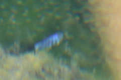 Cyprinodon nevadensis mionectes