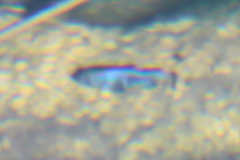 Cyprinodon nevadensis mionectes