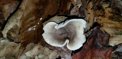 Tricholoma pullum