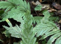 Selaginella pedata