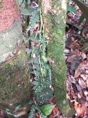 Trichomanes tuerckheimii