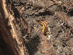 Rudiloria guyandotta