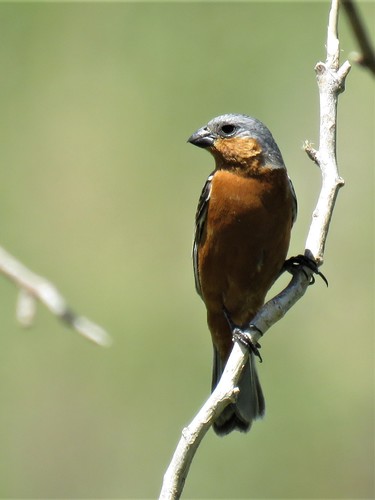 Tawny-bellied Seedeater (Sporophila hypoxantha), photo 10
