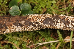 Rectipilus davidii