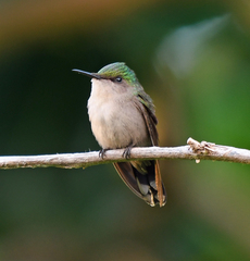 Antillean Crested Hummingbird photo 2