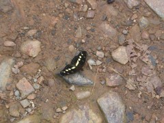 Castilia