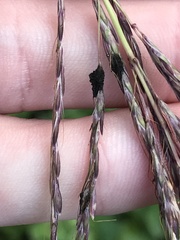 Claviceps pusilla