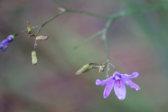Agrostocrinum hirsutum