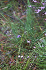 Agrostocrinum hirsutum