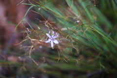 Agrostocrinum hirsutum