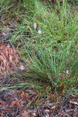 Agrostocrinum hirsutum