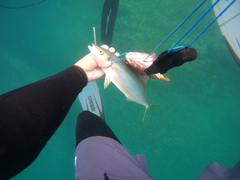 Elagatis bipinnulata
