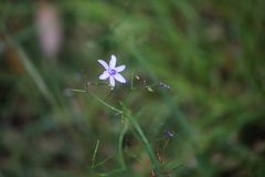 Agrostocrinum hirsutum