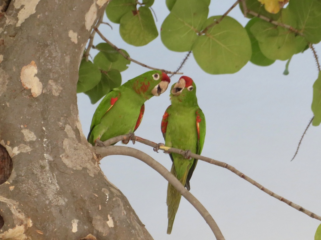 Crimson-fronted Parakeet (Psittacara finschi) photo