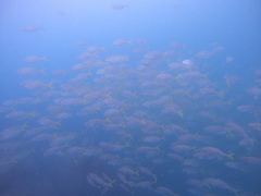 Caranx vinctus