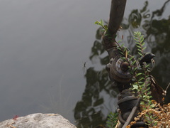 Tetragnatha keyserlingi