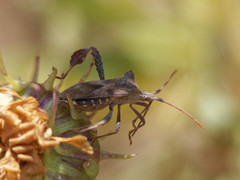 Leptoglossus chilensis