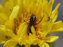 Notanthidium adornatum