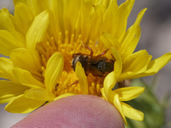 Notanthidium adornatum