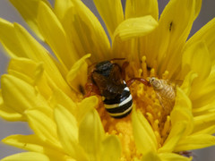 Notanthidium adornatum