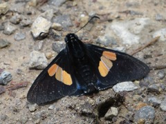 Mimoniades nurscia