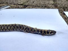 Thamnophis scaliger