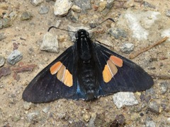 Mimoniades nurscia