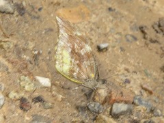 Lieinix nemesis nemesis