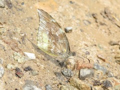 Lieinix nemesis nemesis