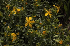 Hypericum orientale