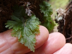 Hymenophyllum flabellatum image