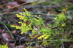Synaphea polymorpha
