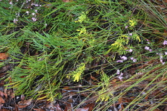 Synaphea polymorpha