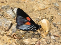Mimoniades nurscia