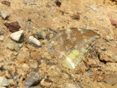 Lieinix nemesis nemesis